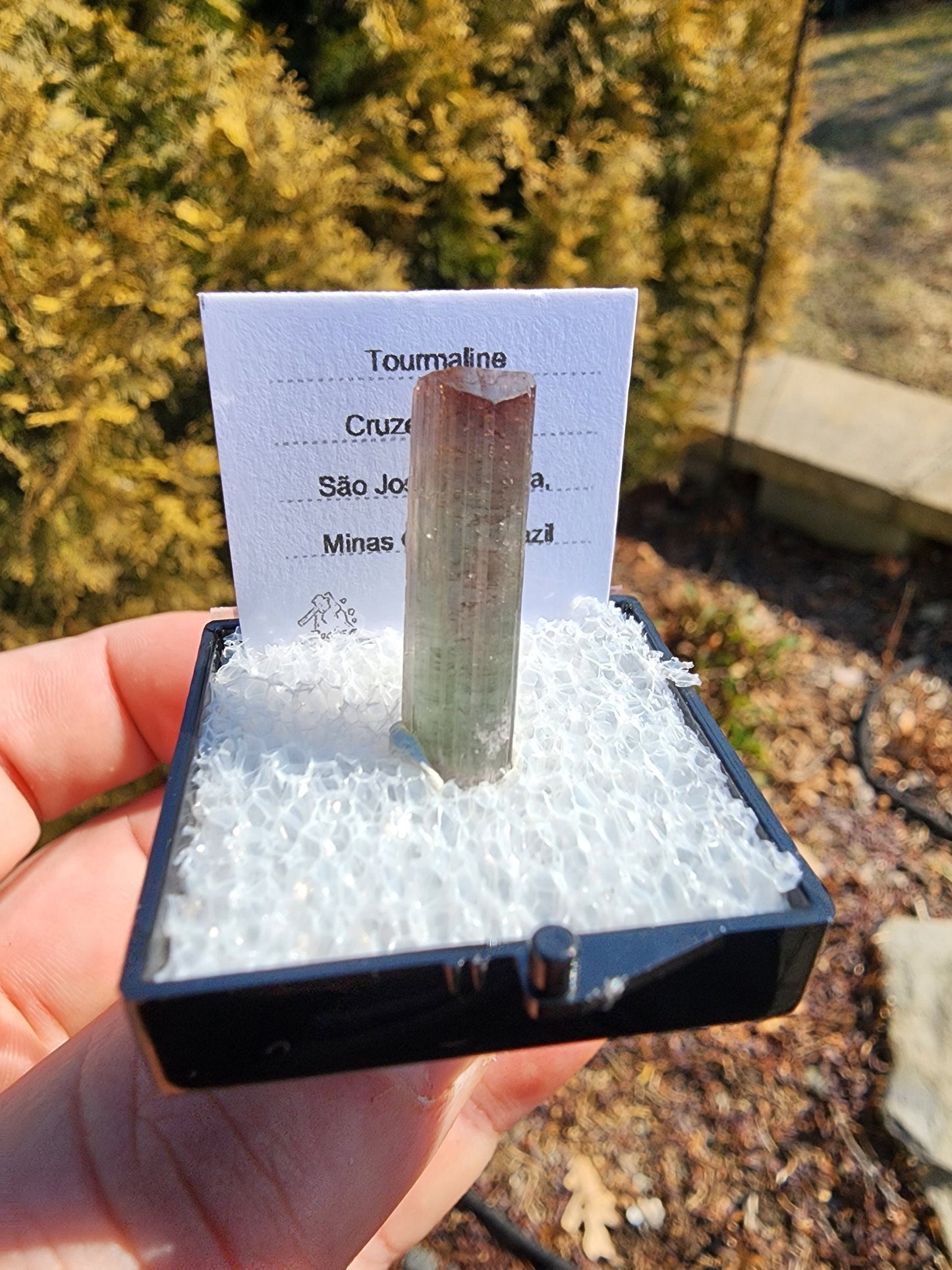 Tourmaline Crystal from Cruzeiro mine, Minas Gerais, Brazil