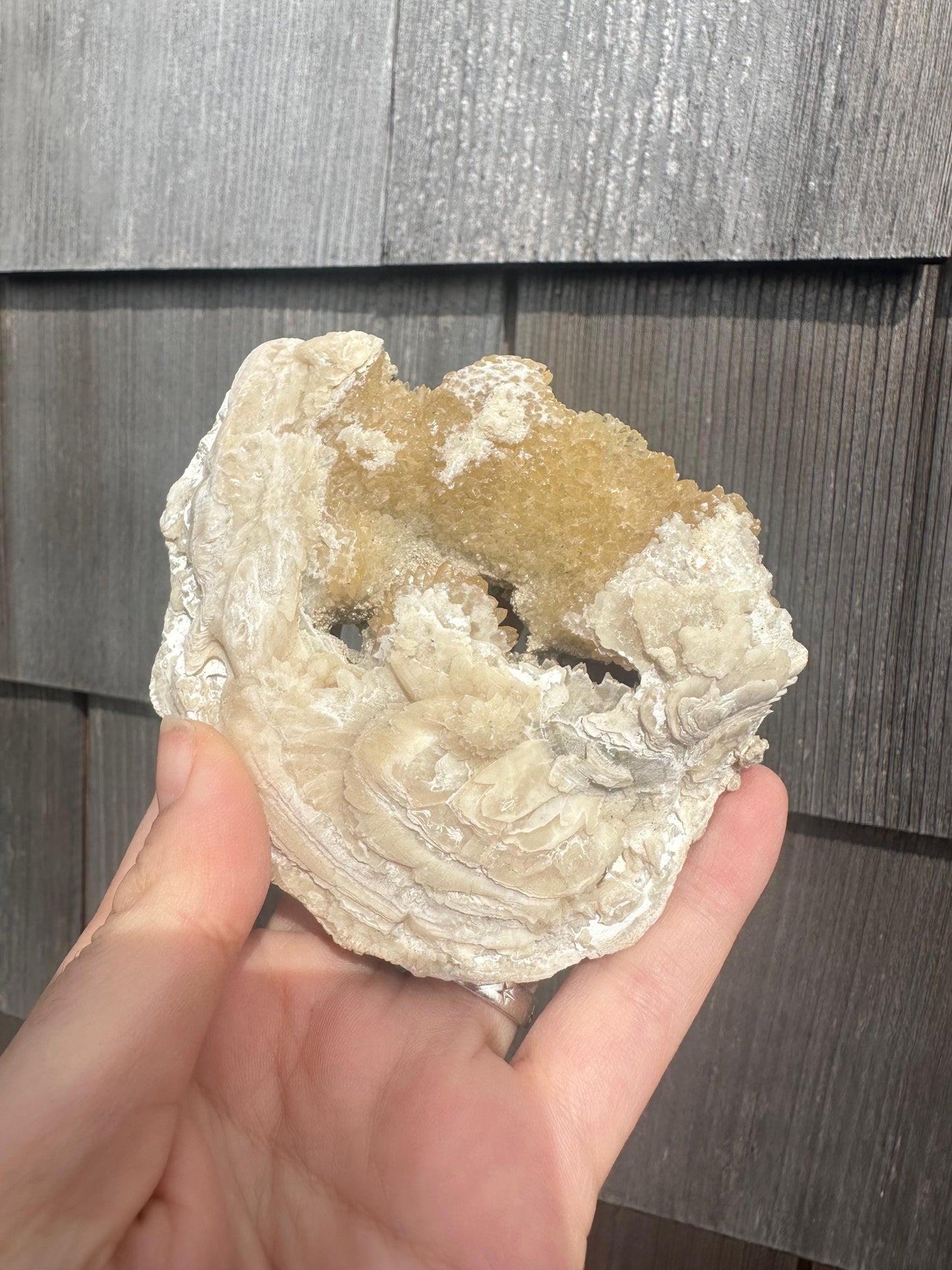 Calcite in Fossilized Clam from Rucks' Pit Florida USA
