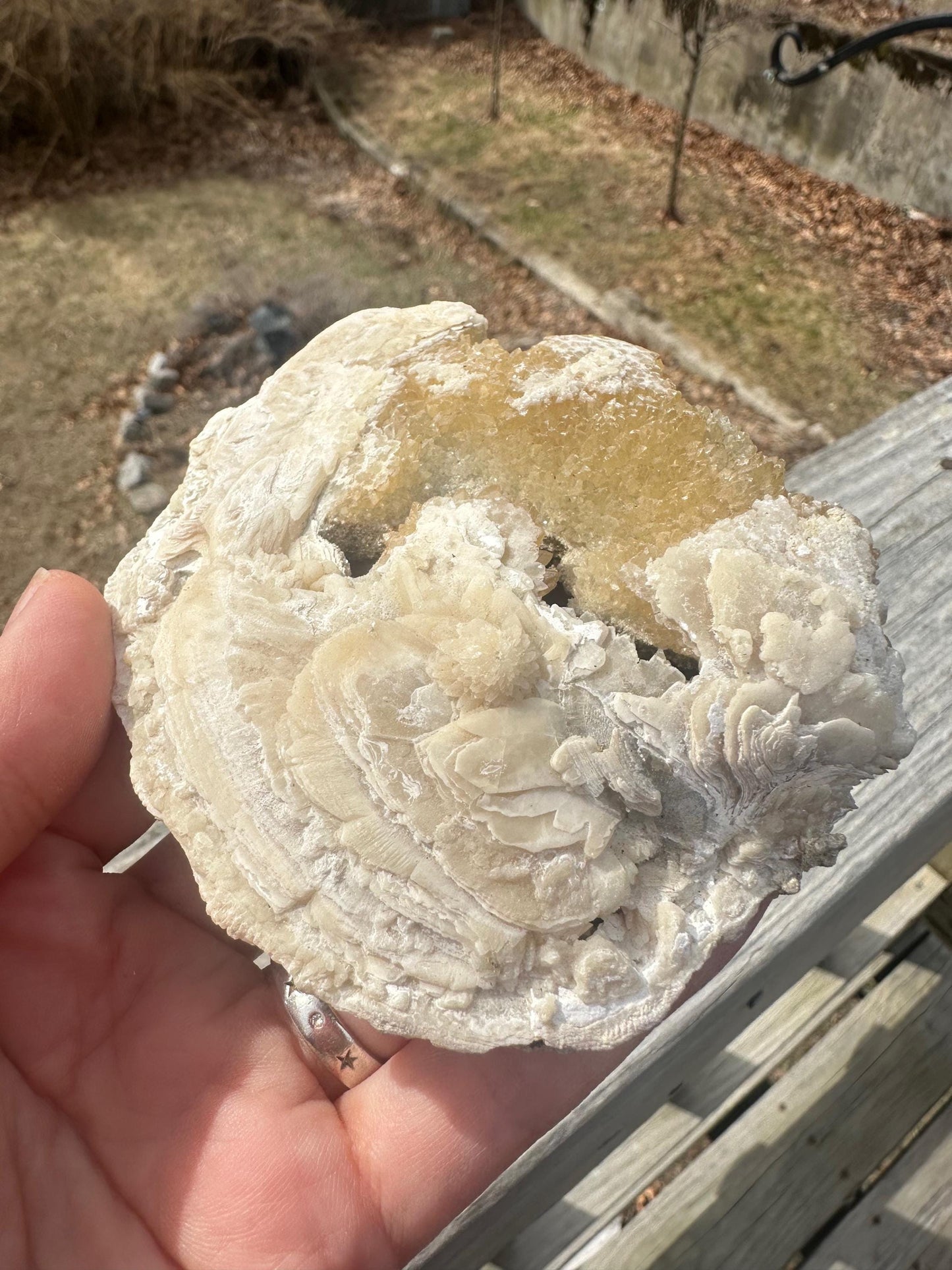 Calcite in Fossilized Clam from Rucks' Pit Florida USA