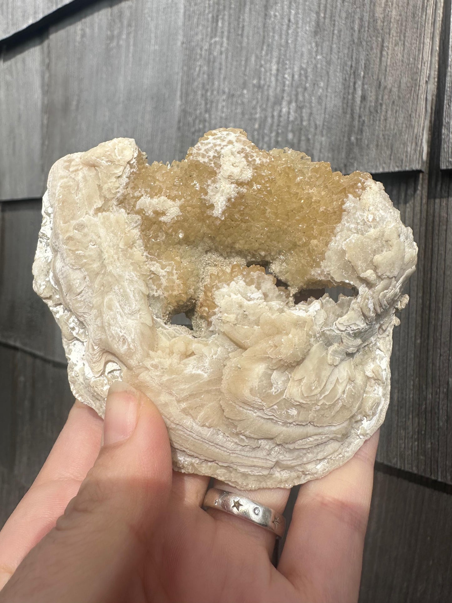 Calcite in Fossilized Clam from Rucks' Pit Florida USA