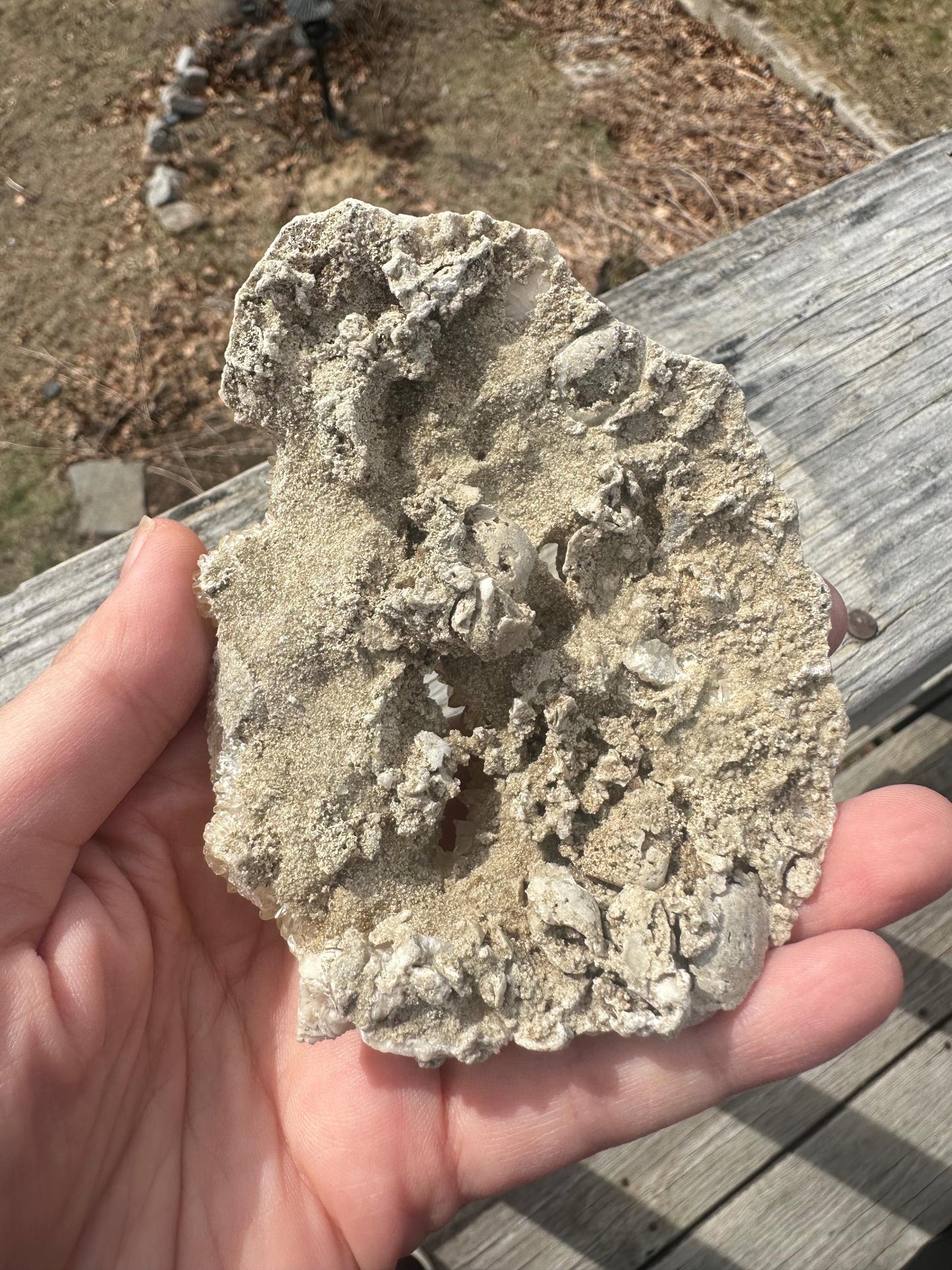 Calcite in Fossilized Clam from Rucks' Pit Florida USA