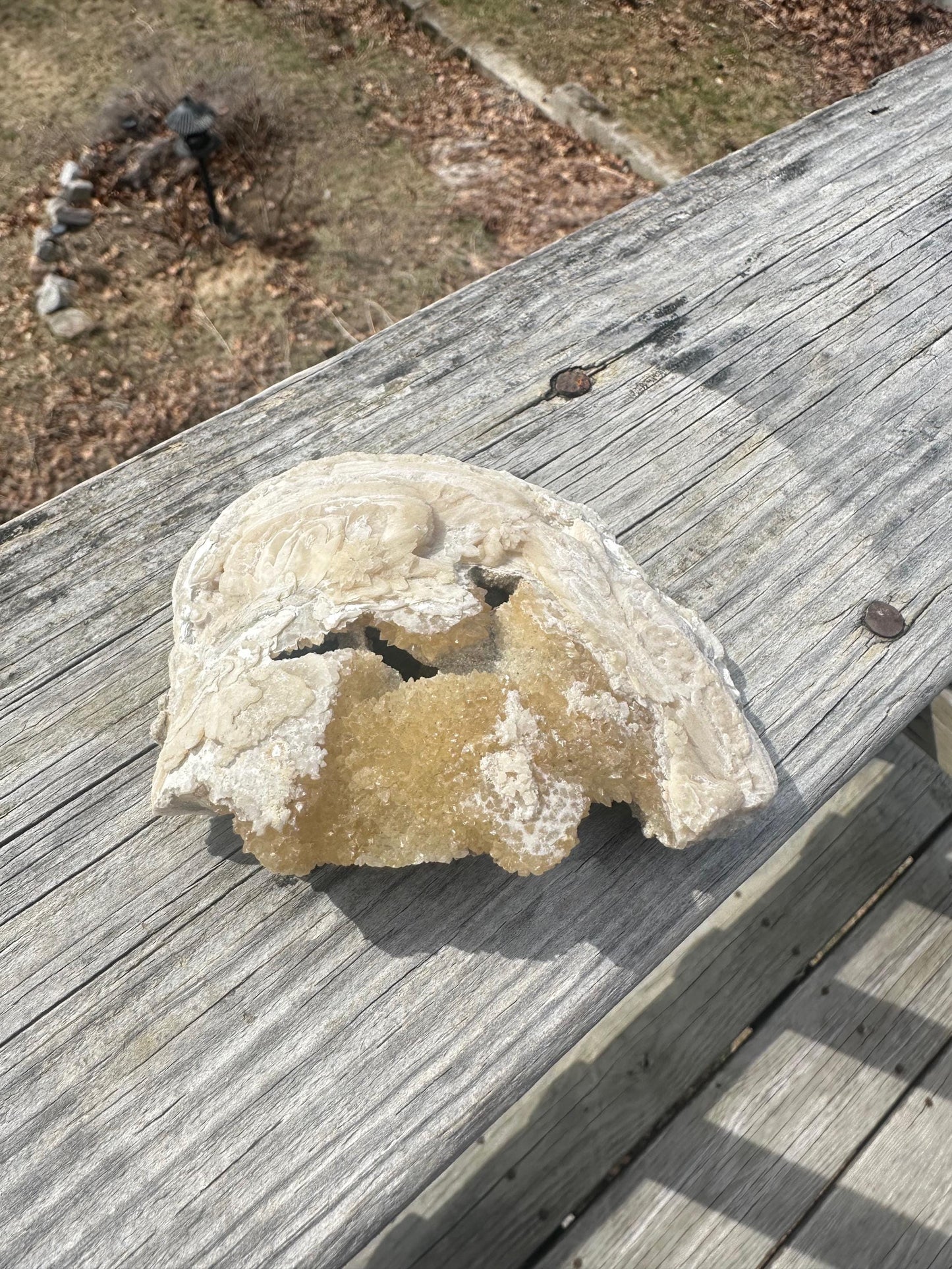 Calcite in Fossilized Clam from Rucks' Pit Florida USA