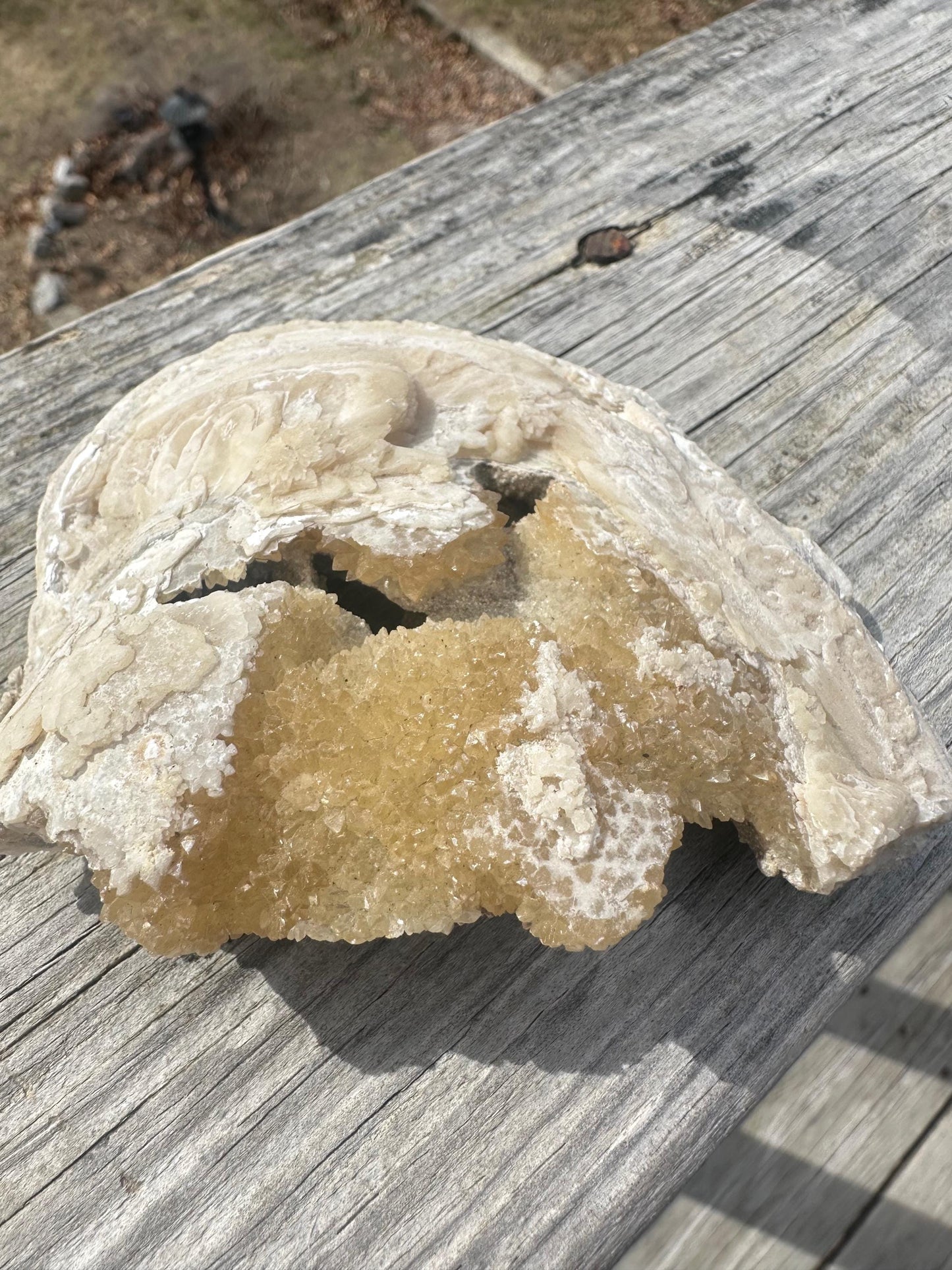 Calcite in Fossilized Clam from Rucks' Pit Florida USA
