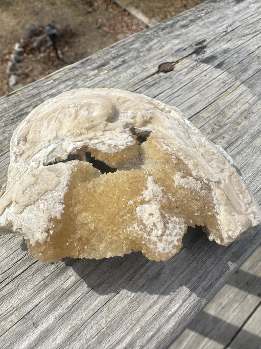 Calcite in Fossilized Clam from Rucks' Pit Florida USA