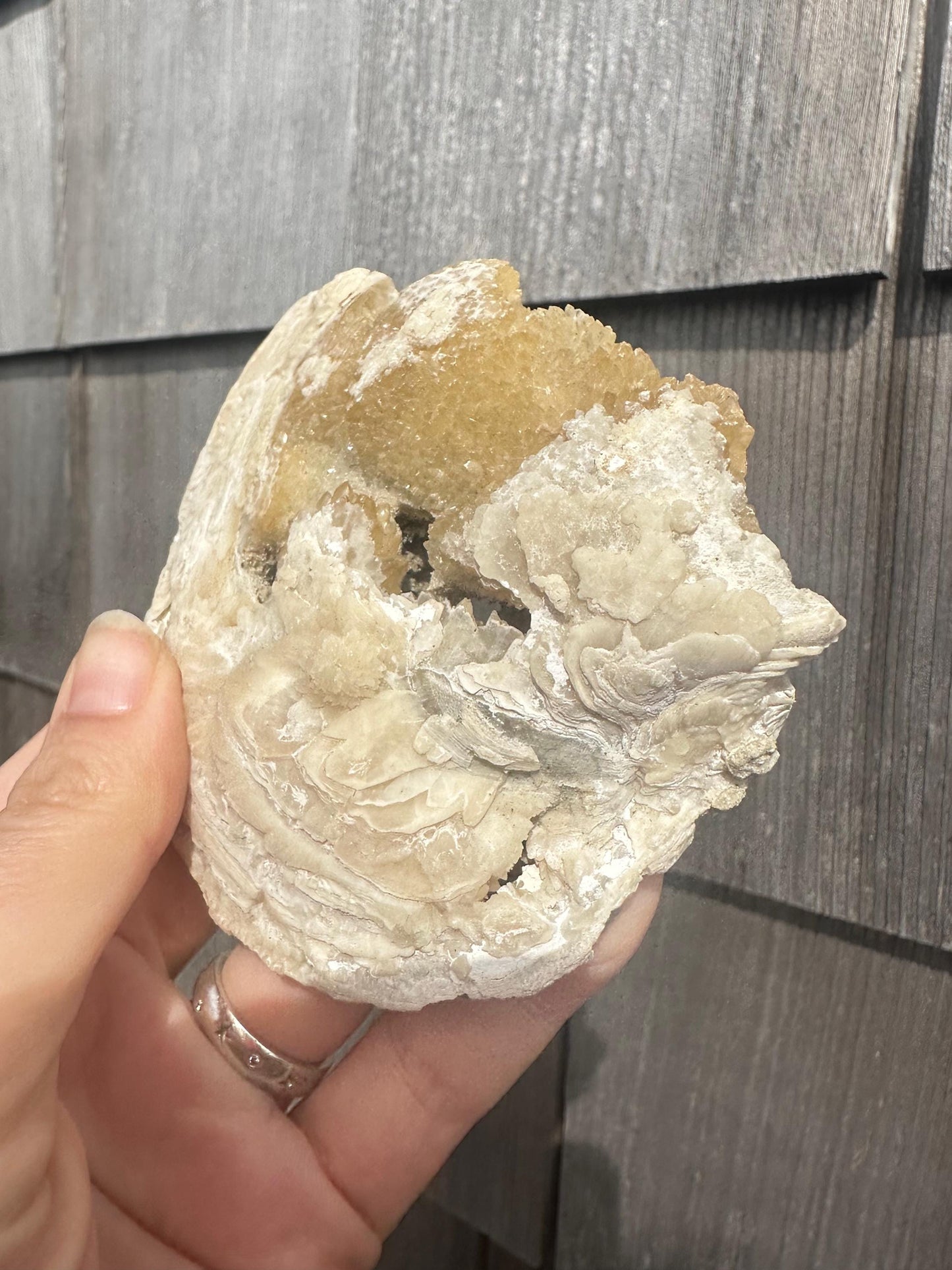 Calcite in Fossilized Clam from Rucks' Pit Florida USA