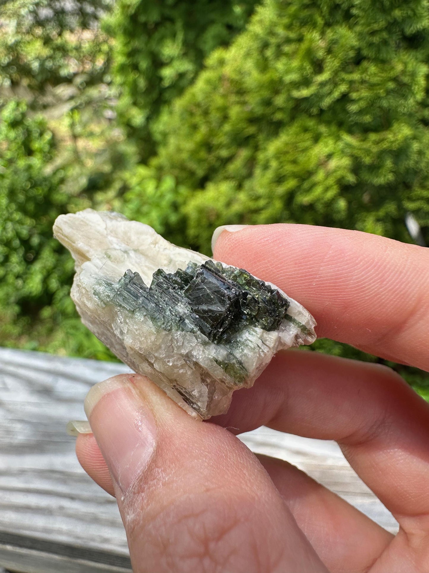 Tourmaline in Mica from Minas Gerais, Brazil